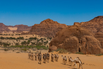 Natural rock formations and walking camels, Chad, Africa.