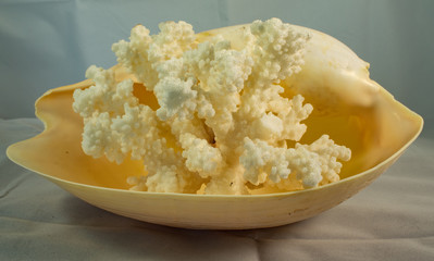 Cocha y coral blanco