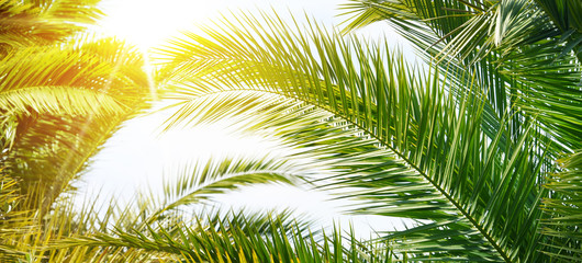 Palm background, Summer