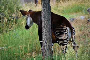 You Can't See Me! Okapi Behind a Tree