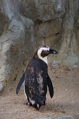 Follow Me! Penguin Looking Back