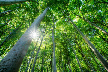 Groen bos in de zomer met zonlicht dat door de bomen schijnt
