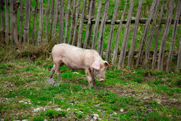 dirty, young pigs, walking on the street, on a summer day, in the village
