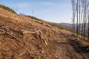 tree stumps after felling a tree in the  mountains, Czech Beskydy