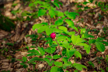 pink flower Bud, growing in the forest.among the green grass