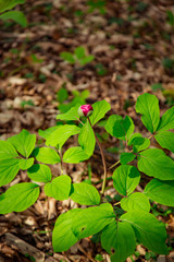 pink flower Bud, growing in the forest.among the green grass