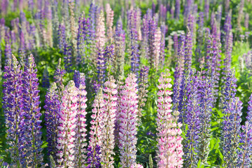 Blooming lupine flowers. A field of lupines. Violet and pink lupin in meadow. Colorful bunch of lupines summer flower background. Blooming lupine flowers.