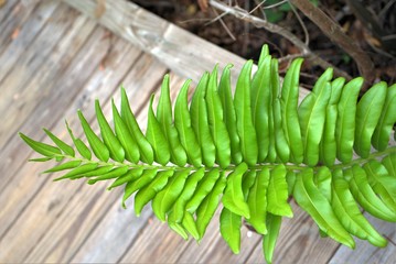  bunch of fresh in Florida