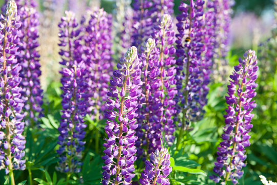 Lupinus field with pink purple and blue flowers in sunny day. A field of lupines. Violet and pink lupin in meadow. Spring background. Colorful bunch of lupines summer flower background or greeting