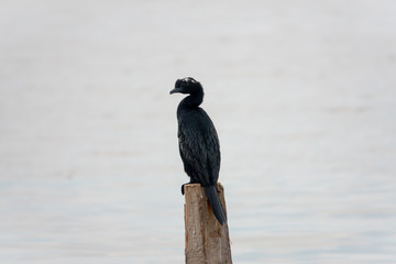 cormorant (Phalacrocorax brasilianus) recorded on a branch