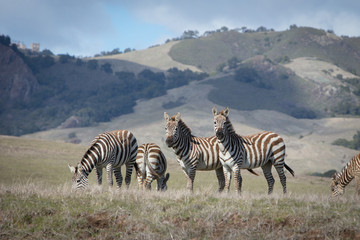 Fototapeta na wymiar Zebra Herd - Looking and Grazing - Central Coast of California