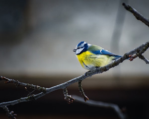 Fototapeta premium Blue tomtit on the branch