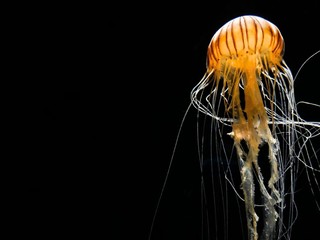 orange jellyfish with black background