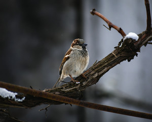 Sparrow on grape branch