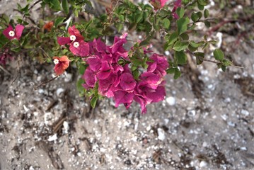 flowers in the garden