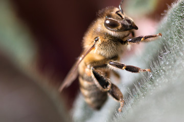Latin Apis Mellifera bee or honey bee details. Macro photography.
