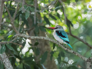 wide shot of a woodland kingfisher at masai mara, kenya