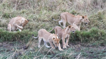 Fototapeta na wymiar a pride of young lion cubs at masai mara in kenya