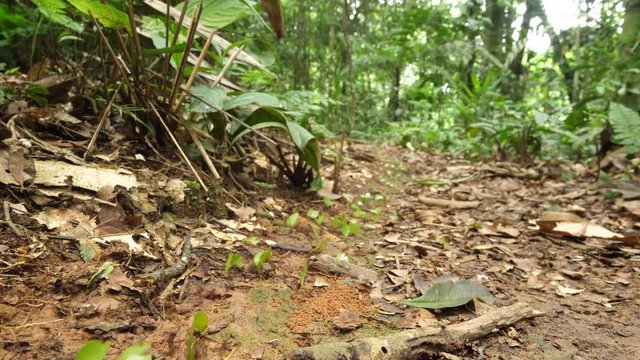 Trail of Leaf Cutter Ants (Atta sp.). Wide-angle shot in their natural habitat, pristine tropical rainforest in Orellana province in the Ecuadorian Amazon