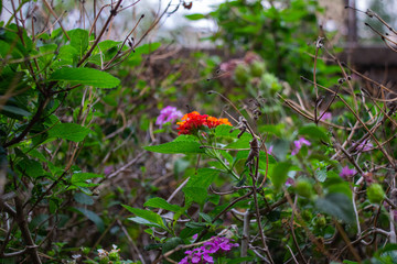 Fotografía macro de la planta mexicana 