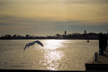 seagull flying in sunset lake