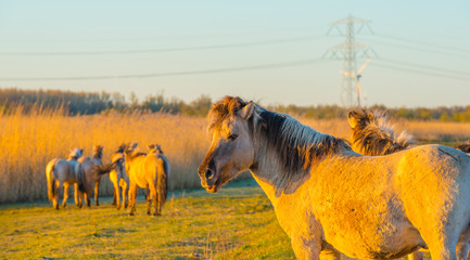 Horses in a field with reed below a blue sky in sunlight at sunrise in spring © Naj