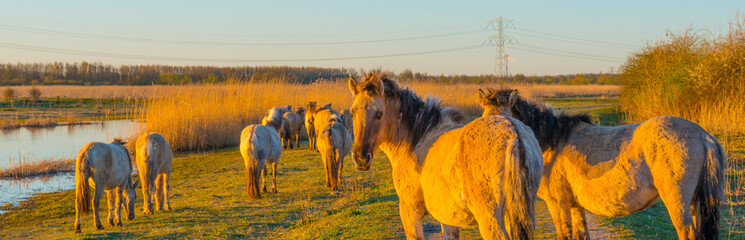 Horses in a field with reed below a blue sky in sunlight at sunrise in spring © Naj