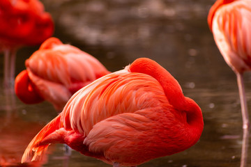 a group of flamingos resting on water