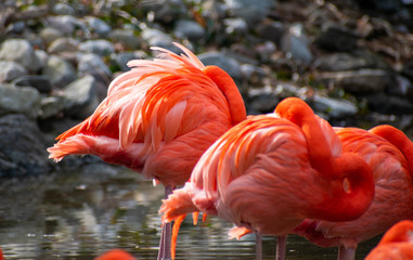 Fototapeta na wymiar a couple of flamingos resting on a pond