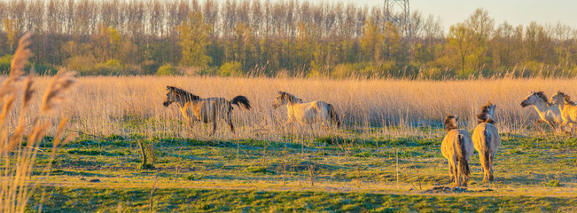 Horses in a field with reed below a blue sky in sunlight at sunrise in spring © Naj