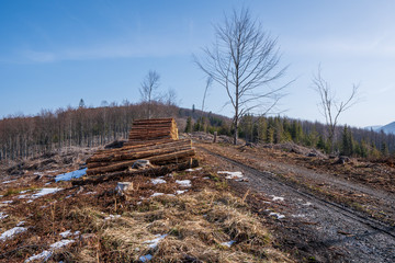 Fototapeta na wymiar tree stumps after felling a tree in the mountains, Czech Beskydy