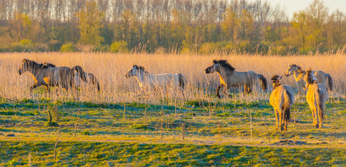 Horses in a field with reed below a blue sky in sunlight at sunrise in spring © Naj