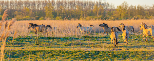 Horses in a field with reed below a blue sky in sunlight at sunrise in spring © Naj