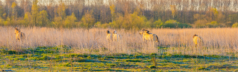 Horses in a field with reed below a blue sky in sunlight at sunrise in spring © Naj
