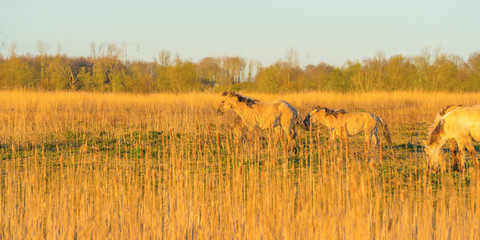 Horses in a field with reed below a blue sky in sunlight at sunrise in spring © Naj