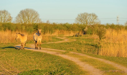 Horses in a field with reed below a blue sky in sunlight at sunrise in spring © Naj