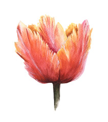 Isolated pink and orange watercolor tulip on white background. Hand drawn floral clip art elements