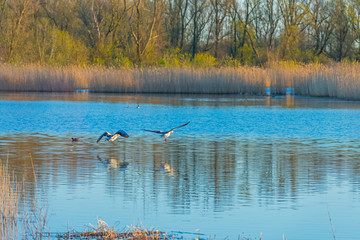 Duck flying over the shore of a lake in sunlight below a blue sky at sunrise in spring