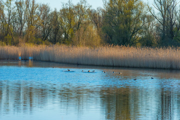 Reed along the edge of a lake below a blue sky in sunlight at sunrise in spring