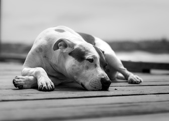 Black and white photo of a lazy dog by the sea, Sydney Australia
