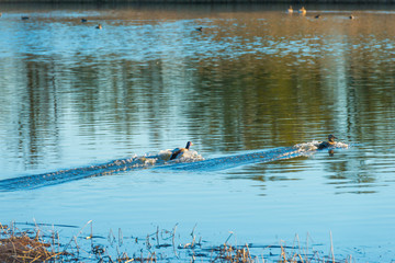 Duck flying over the shore of a lake in sunlight below a blue sky at sunrise in spring