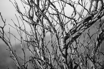 Small Bird Enjoying Sunshine