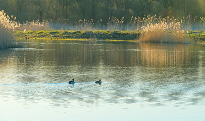 Reed along the edge of a lake below a blue sky in sunlight at sunrise in spring