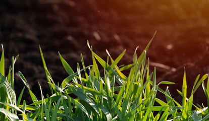 Young green wheat in a field under the sun rays.