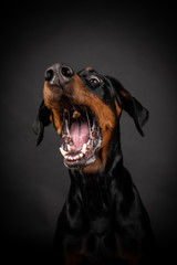 Dobermann