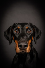 Dobermann