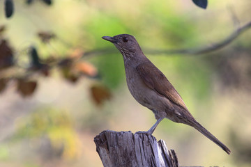  photo of Pale-breasted Thrush perched on a tree stump under a blurred background with leaves and nature themes