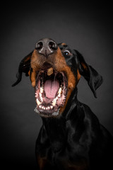 Dobermann