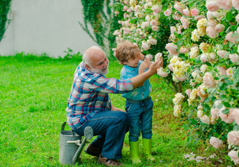 Gardening with a kids. Happy Grandfather with his grandson working in the garden. Little boy and father over roses background. Retirement planning. Gardening activity with little kid and family.