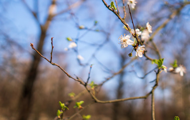 flowering cherry tree in spring, flowering tree in spring , czech